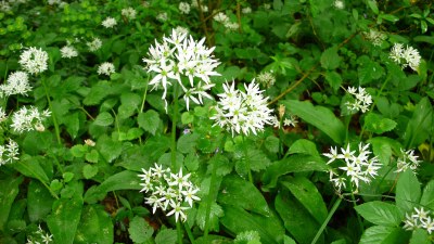Au printemps  - Photo Claude Schneider - Copyrigth
