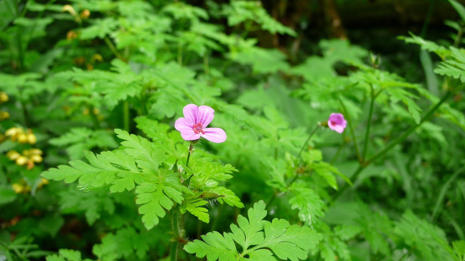 Au printemps - Photo Claude Schneider - Copyrigth