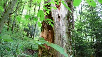En forêt - Photo Claude Schneider - Copyrigth