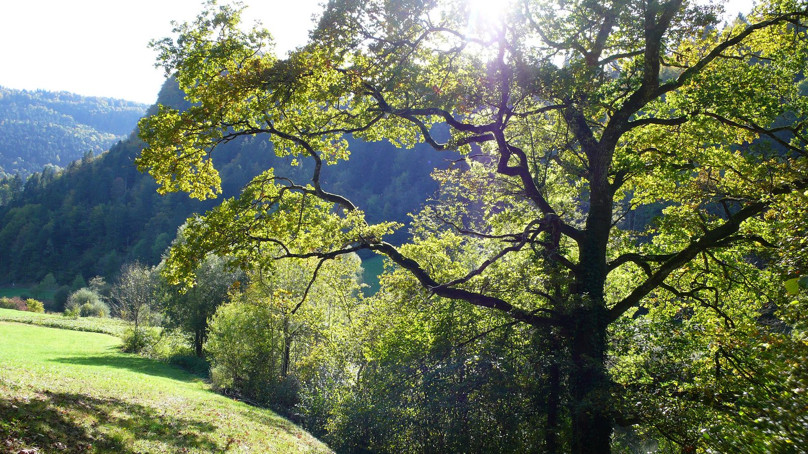 Au printemps  - Photo Claude Schneider - Copyrigth