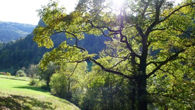 Au printemps  - Photo Claude Schneider - Copyrigth