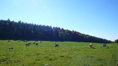 Pâturages en été - Photo Claude Schneider - Copyrigth