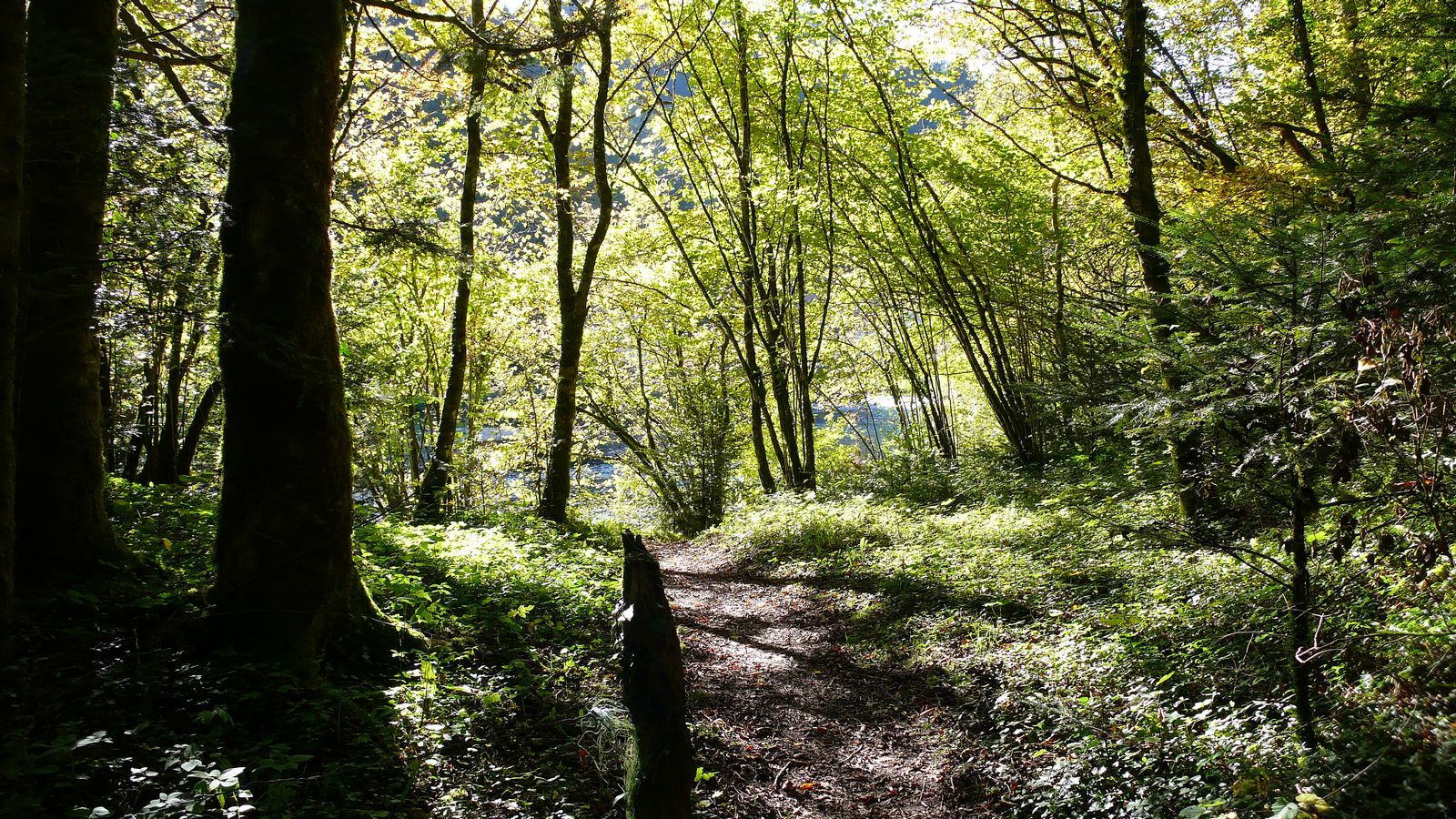 Sous bois - Photo Claude Schneider - Copyrigth