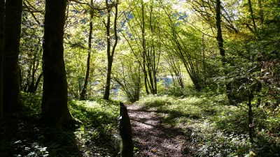 Sous bois - Photo Claude Schneider - Copyrigth