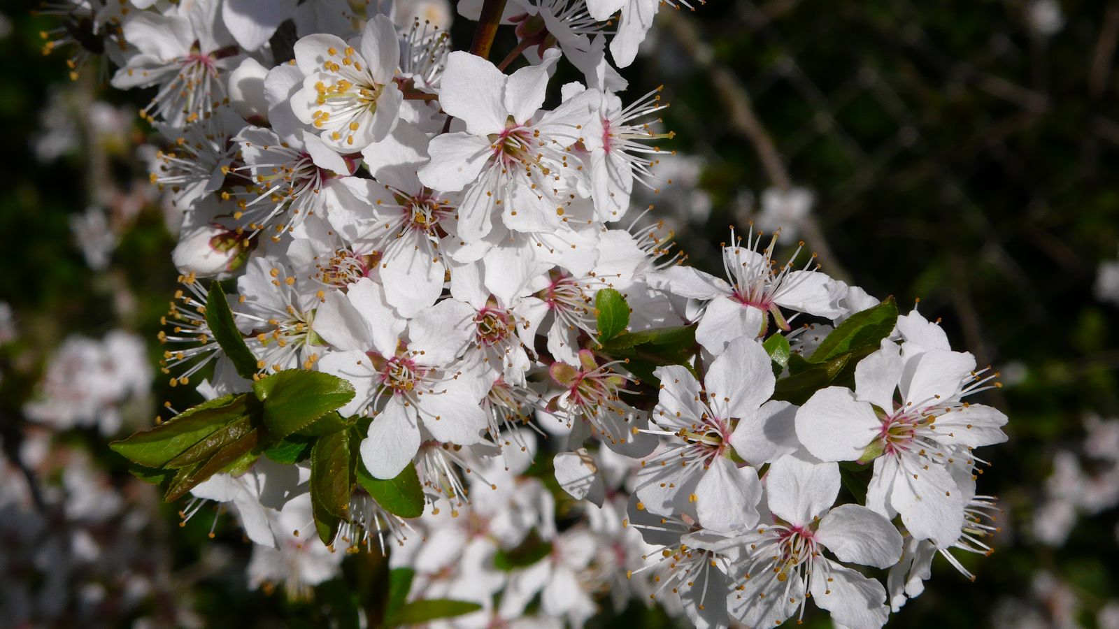 Au printemps - Photo Claude Schneider - Copyrigth