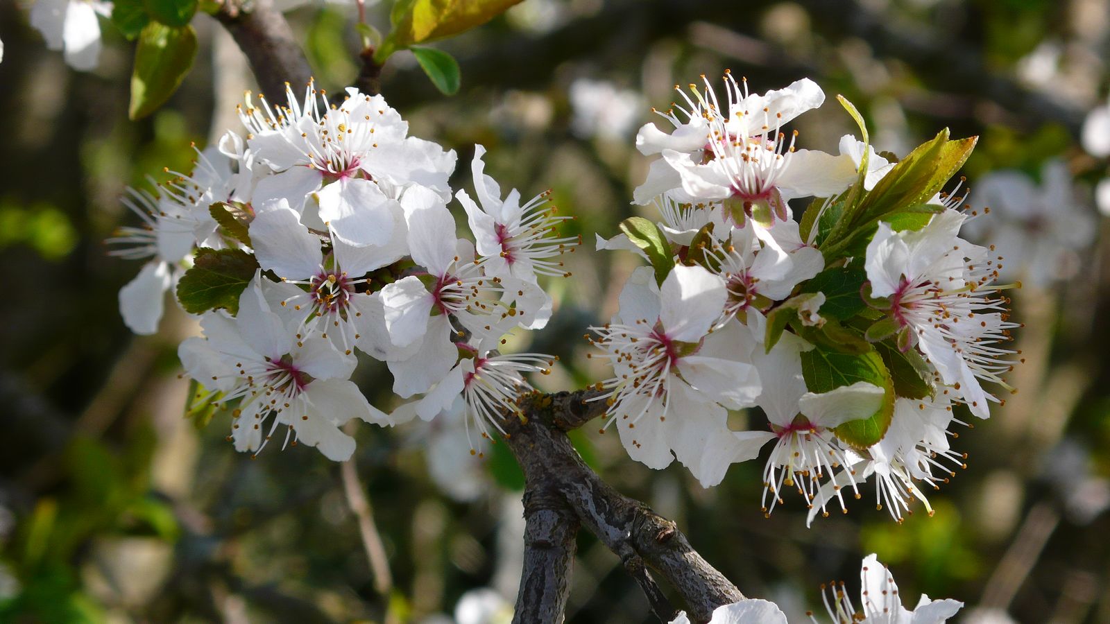 Au printemps - Photo Claude Schneider - Copyrigth