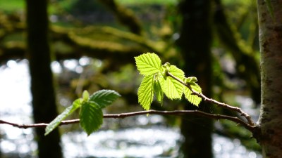 Au printemps - Photo Claude Schneider - Copyrigth