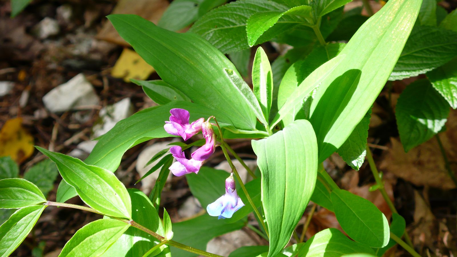 Au printemps - Photo Claude Schneider - Copyrigth