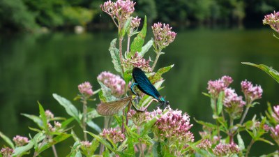 Au bord du Doubs vers la Caborde - Photo Claude Schneider - Copyrigth