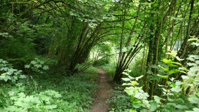 En sous bois - Photo Claude Schneider - Copyrigth