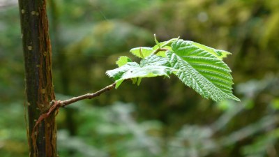 Feuillage - Photo Claude Schneider - Copyrigth