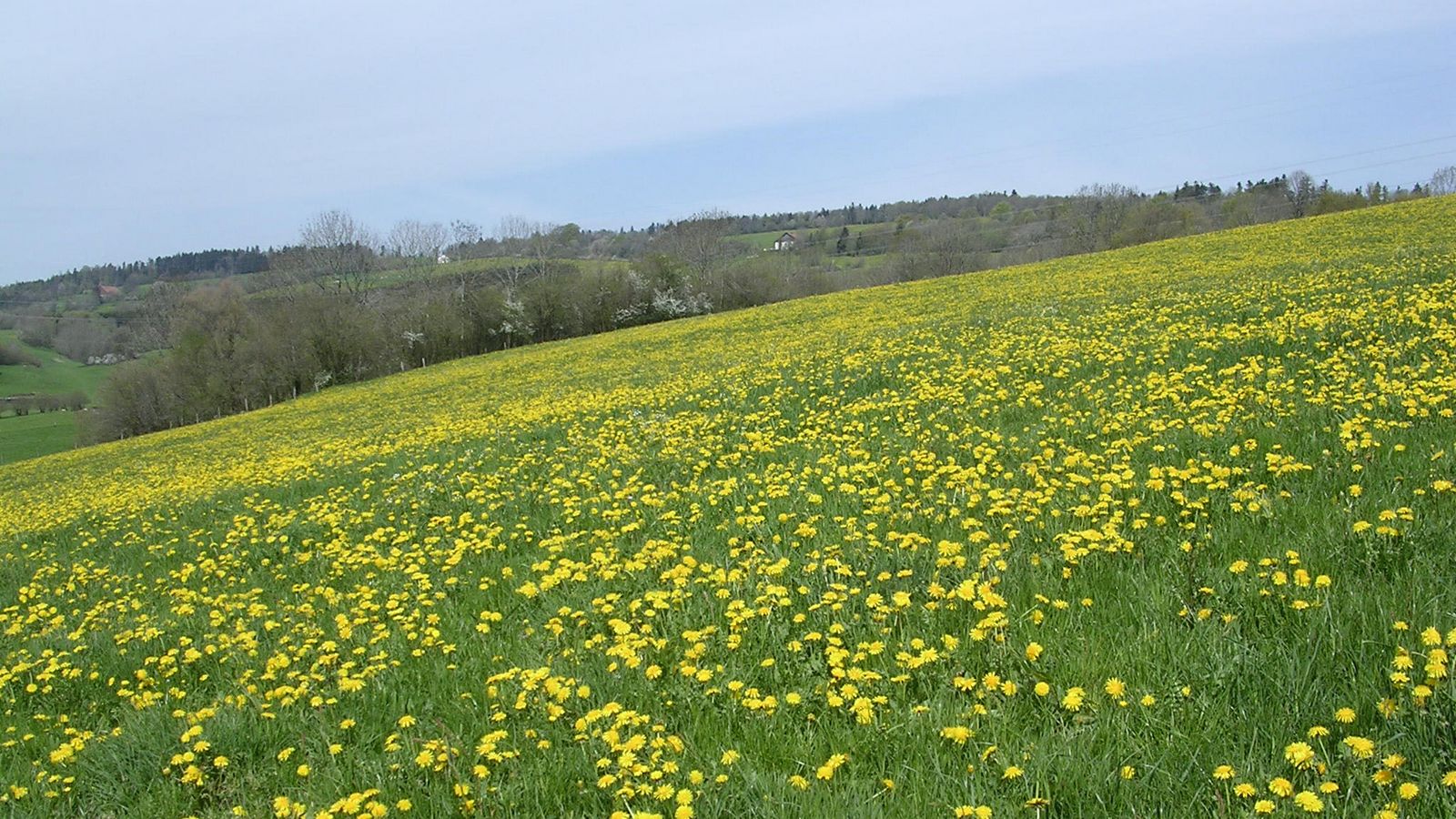 Au printemps - Photo Claude Schneider - Copyrigth