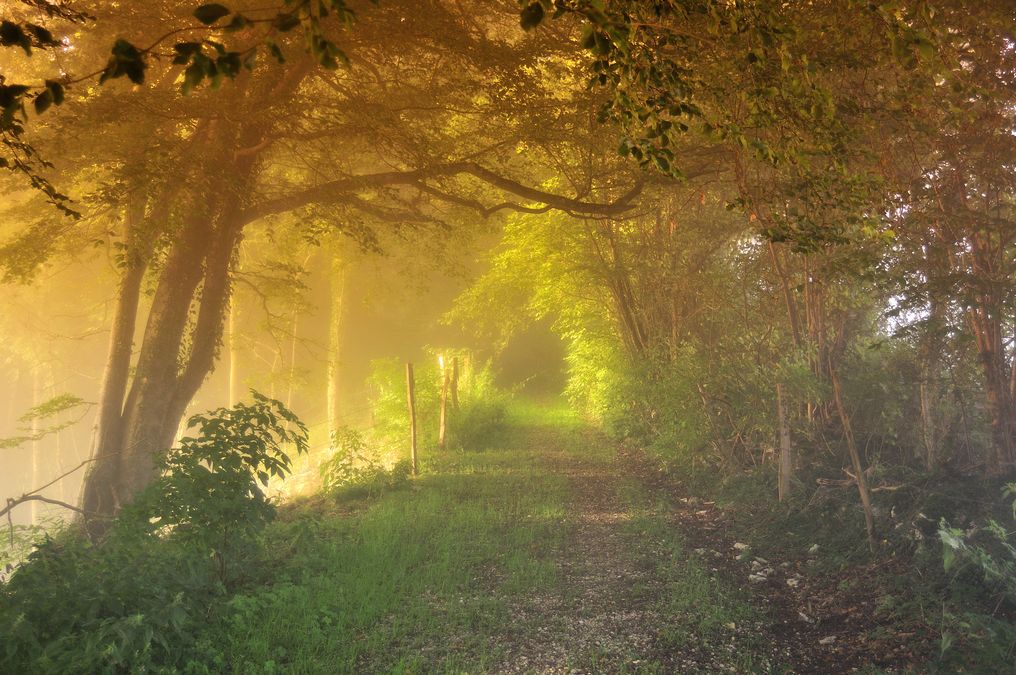 1 Promenade en sous bois - Photo JF Varriot - Copyrigth