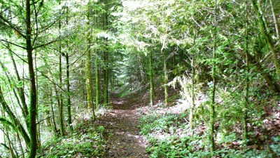 Promenades en sous bois 8 - Photo Claude Schneider - Copyright
