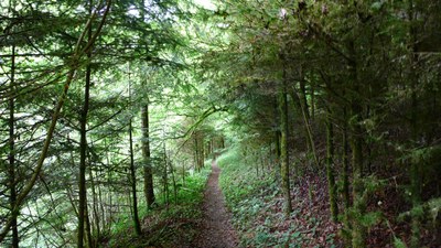Promenades en sous bois 9 - Photo Claude Schneider - Copyright