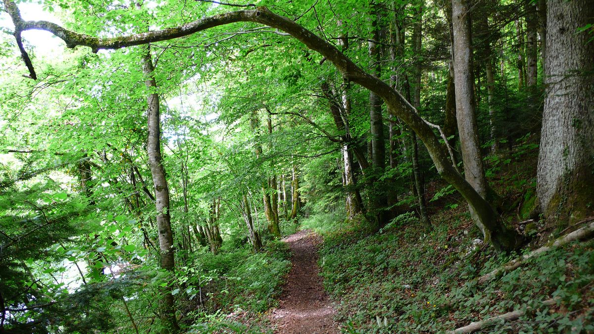 Promenades en sous bois 10 - Photo Claude Schneider - Copyright