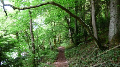 Promenades en sous bois 10 - Photo Claude Schneider - Copyright