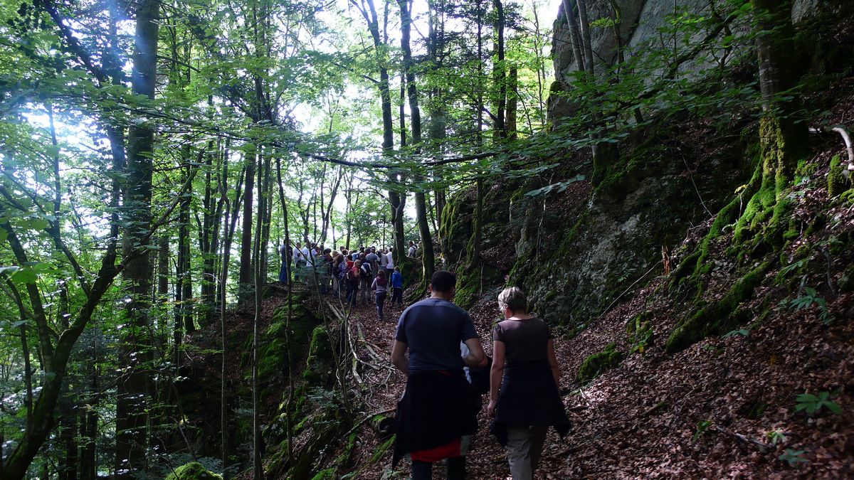 Promenades en sous bois 11 - Photo Claude Schneider - Copyright