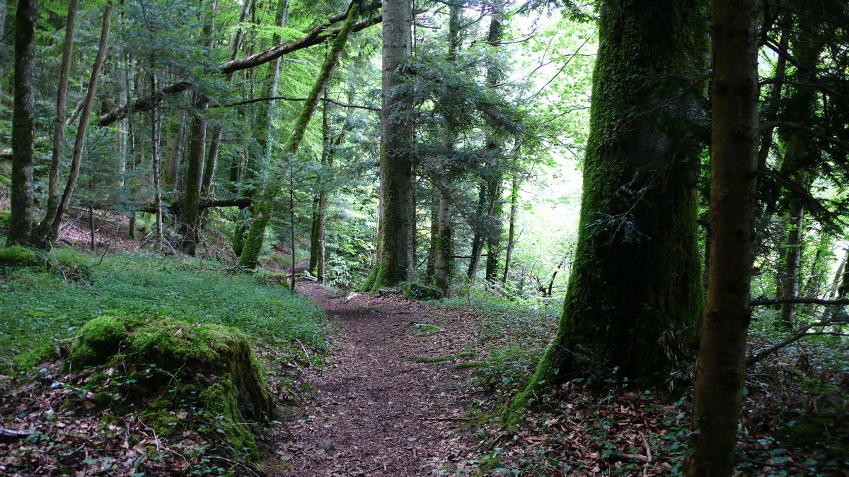 Promenades en sous bois 13 - Photo Claude Schneider - Copyright