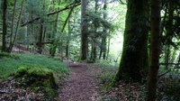 Promenades en sous bois 13 - Photo Claude Schneider - Copyright