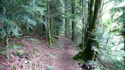 Promenades en sous bois 14 - Photo Claude Schneider - Copyright