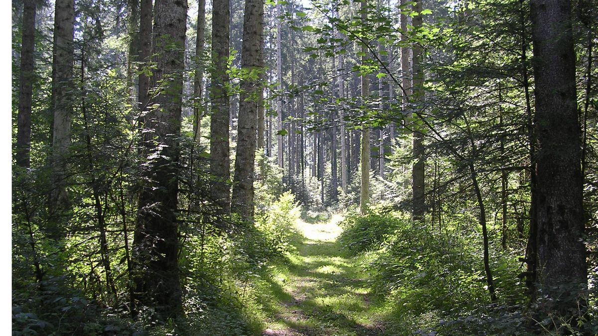 Promenades en sous bois 2 - Photo Claude Schneider - Copyright