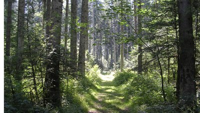 Promenades en sous bois 2 - Photo Claude Schneider - Copyright