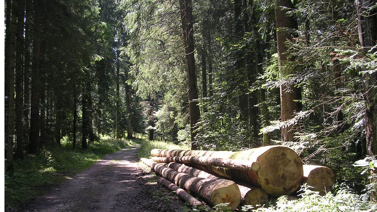 Promenades en sous bois 3 - Photo Claude Schneider - Copyright
