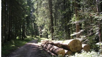 Promenades en sous bois 3 - Photo Claude Schneider - Copyright