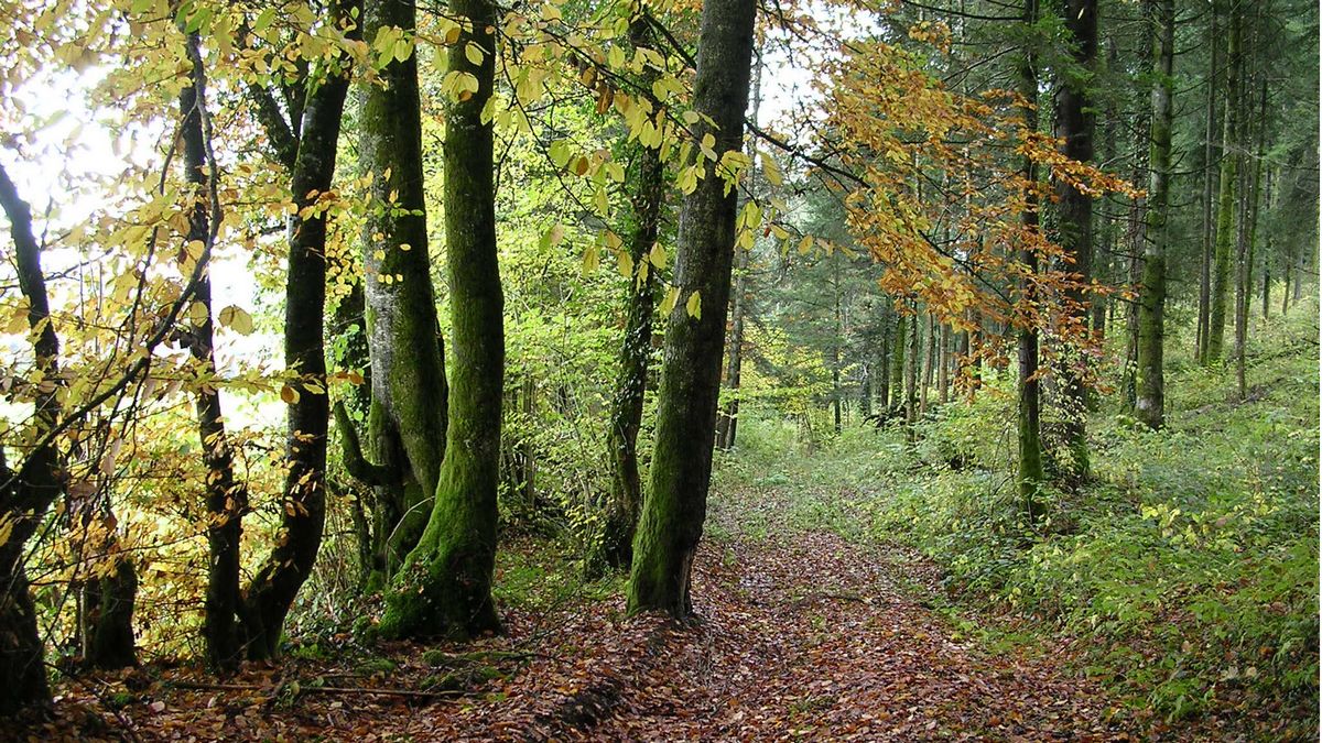 Promenades en sous bois 4 - Photo Claude Schneider - Copyright