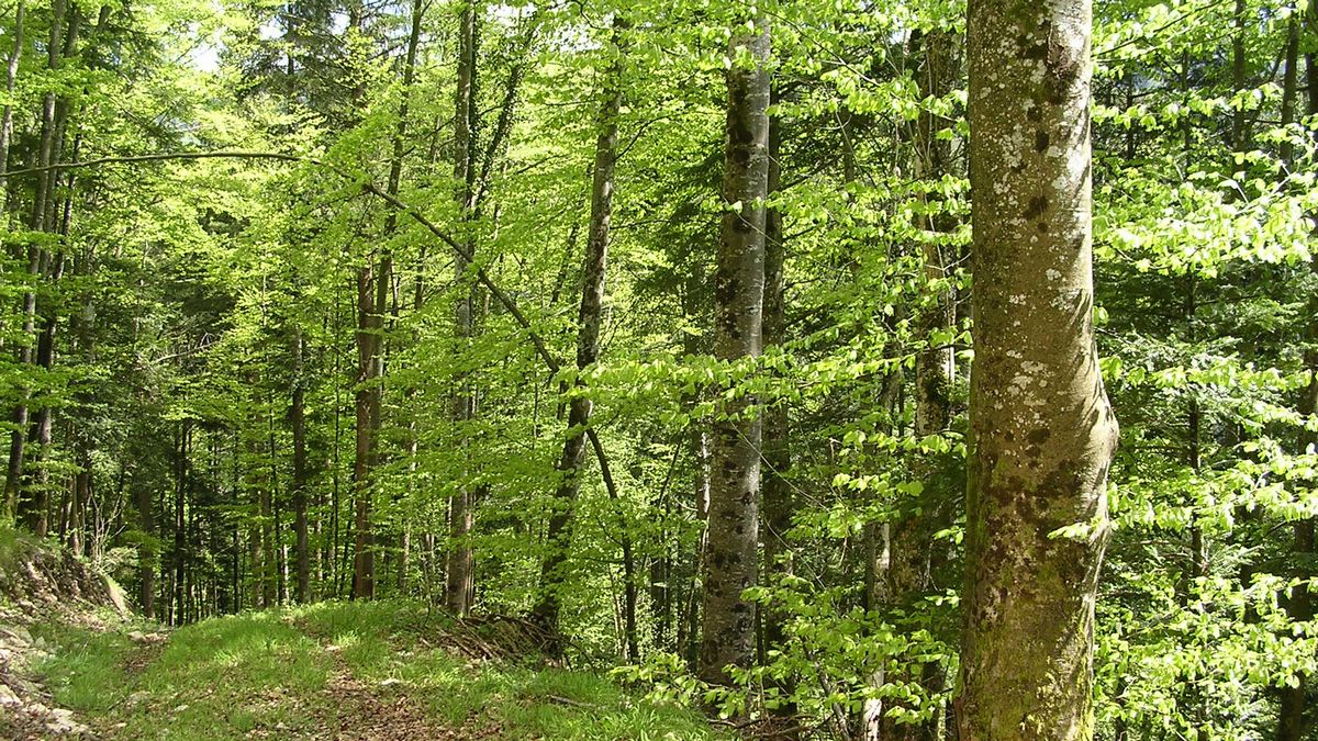 Promenades en sous bois 6 - Photo Claude Schneider - Copyright