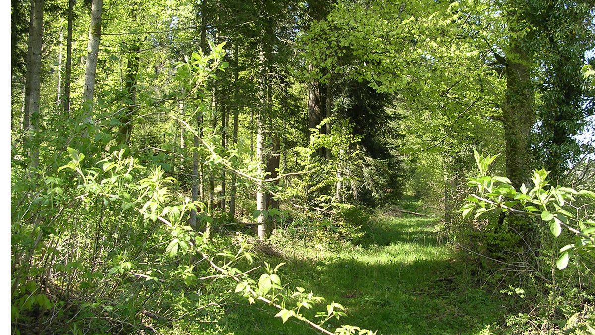 Promenades en sous bois 7 - Photo Claude Schneider - Copyright