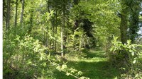Promenades en sous bois 7 - Photo Claude Schneider - Copyright