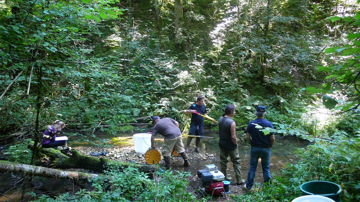 Bief de Fuesse Comptage poissons 2103